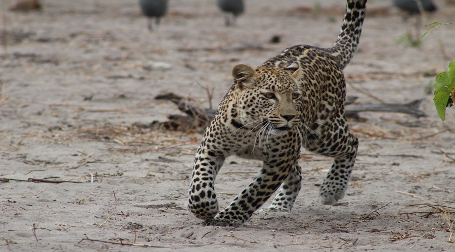 9 day tanzania budget safari & cultural discovery tour